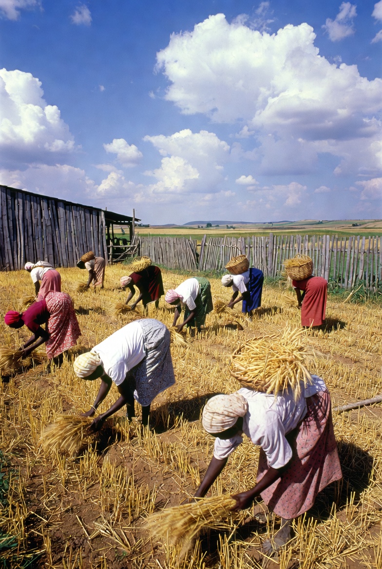 women harvesting the botanic life product organic